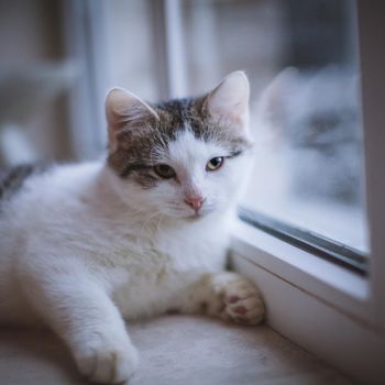 Pretty mixed breed gray cat in christmas or new year's decorations