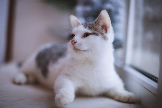 Pretty mixed breed gray cat in christmas or new year's decorations