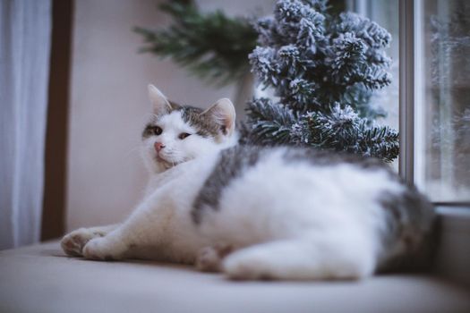 Pretty mixed breed gray cat in christmas or new year's decorations