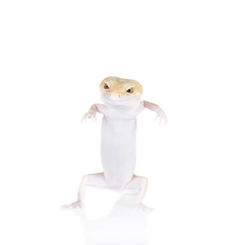 Tangerine Tremper Leopard Gecko on a white background