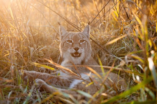 Beautiful Eurasian bobcat, lynx lynx, in autumn field