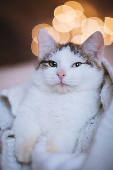 Pretty mixed breed gray cat in christmas or new year's decorations