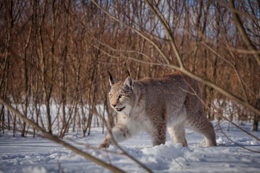 Beautiful Eurasian bobcat, lynx lynx, in winter field