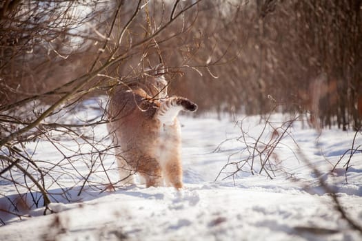 Beautiful Eurasian bobcat, lynx lynx, in winter field