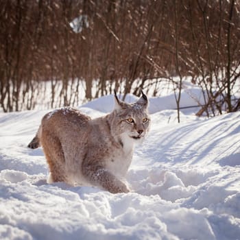 Beautiful Eurasian bobcat, lynx lynx, in winter field