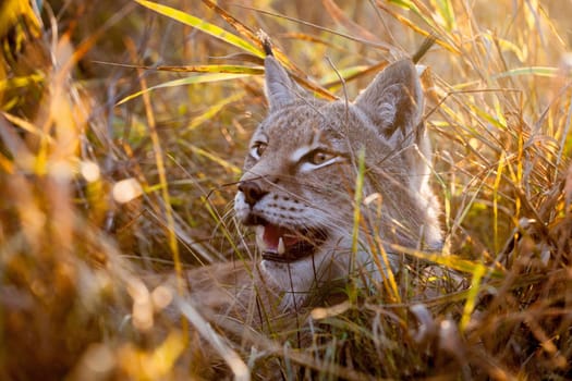 Beautiful Eurasian bobcat, lynx lynx, in autumn field