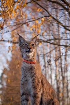 Beautiful Eurasian bobcat, lynx lynx, in autumn forest