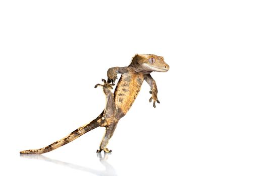 New Caledonian crested gecko, Rhacodactylus ciliatus, isolated on white