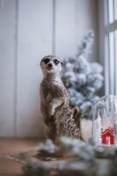 The meerkat or suricate, Suricata suricatta, in front of window