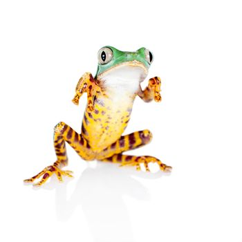 Barred leaf frog, Phyllomedusa tomopterna, isolated on white background