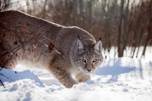 Beautiful Eurasian bobcat, lynx lynx, in winter field