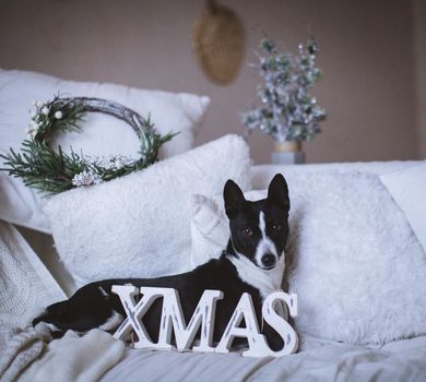 Pretty basenji dog in christmas or new year's decorations