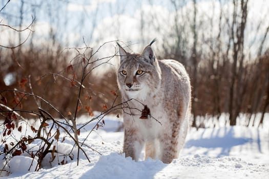 Beautiful Eurasian bobcat, lynx lynx, in winter field