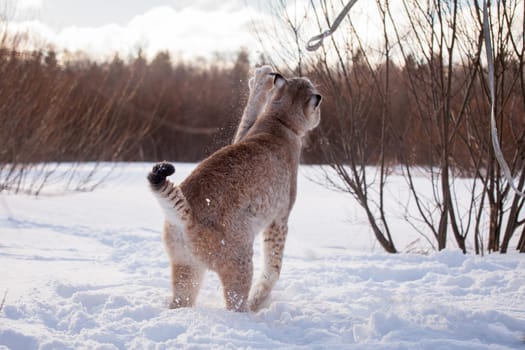 Beautiful Eurasian bobcat, lynx lynx, in winter field