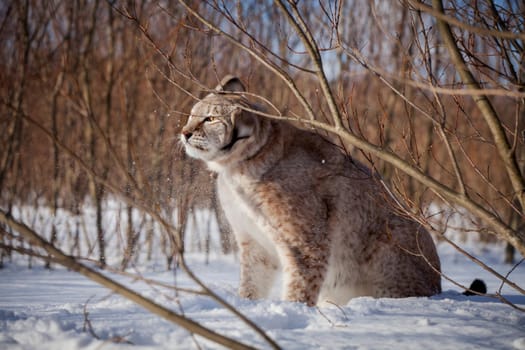 Beautiful Eurasian bobcat, lynx lynx, in winter field