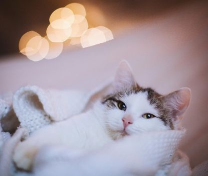 Pretty mixed breed gray cat in christmas or new year's decorations