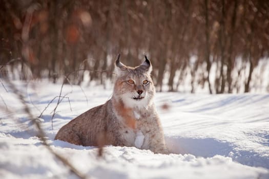 Beautiful Eurasian bobcat, lynx lynx, in winter field