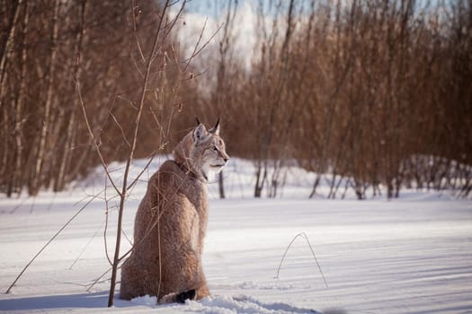 Beautiful Eurasian bobcat, lynx lynx, in winter field