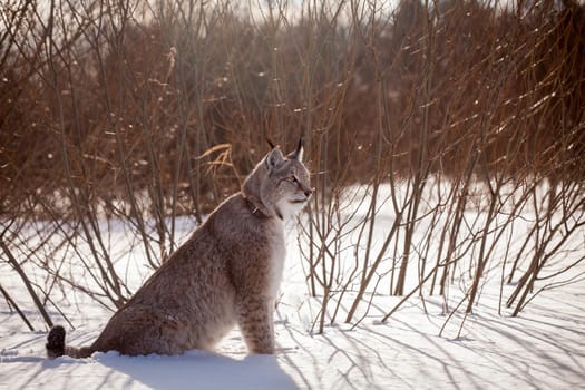 Beautiful Eurasian bobcat, lynx lynx, in winter field