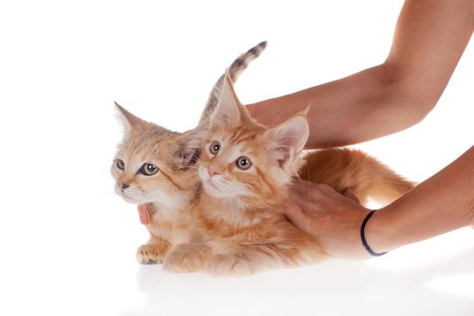 Red Maine Coon and Sand cat kittens isolated on white background