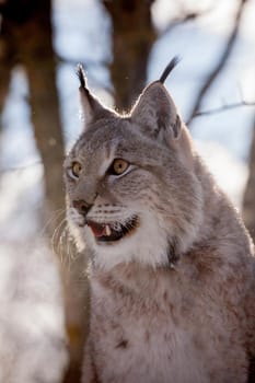 Beautiful Eurasian bobcat, lynx lynx, in winter field