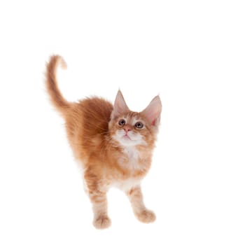 Red Maine Coon cat isolated on white background