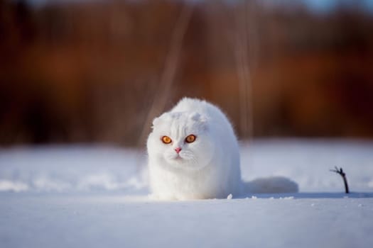 White cottish Fold cat portrait in winter field