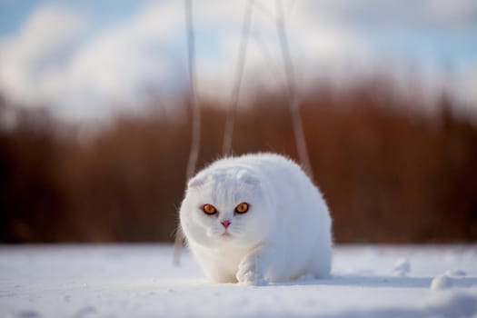 White cottish Fold cat portrait in winter field