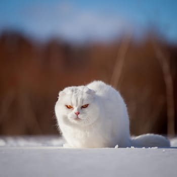 White cottish Fold cat portrait in winter field