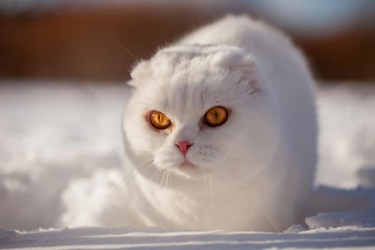 White cottish Fold cat portrait in winter field