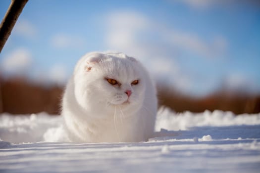 White cottish Fold cat portrait in winter field