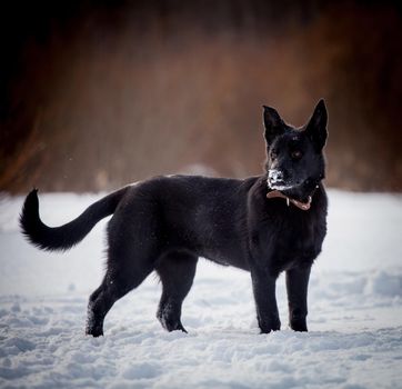 5 month old east-european shepherd dog in the field