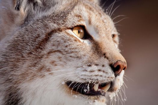 Beautiful Eurasian bobcat, lynx lynx, in winter field