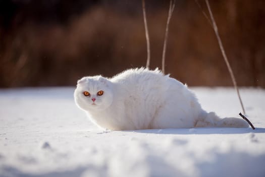 White cottish Fold cat portrait in winter field