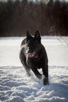 5 month old east-european shepherd dog in the field