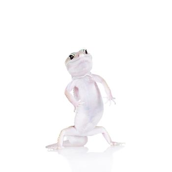 Tangerine Tremper Leopard Gecko on a white background