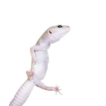 Tangerine Tremper Leopard Gecko on a white background