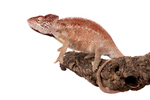 The Oustalet's or Malagasy giant chameleon, Furcifer oustaleti, female isolated on white