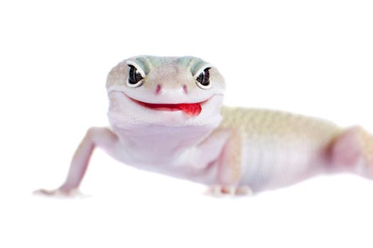 Tangerine Tremper Leopard Gecko on a white background