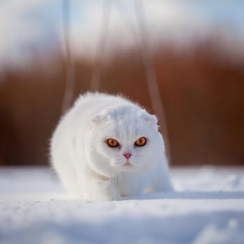 White cottish Fold cat portrait in winter field