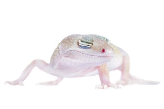 Tangerine Tremper Leopard Gecko on a white background