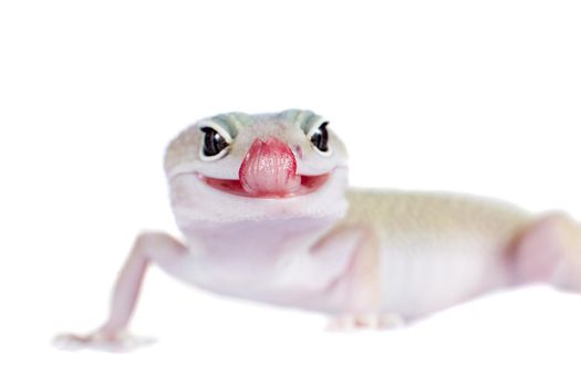 Tangerine Tremper Leopard Gecko on a white background