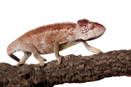 The Oustalet's or Malagasy giant chameleon, Furcifer oustaleti, female isolated on white