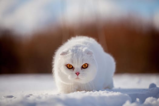 White cottish Fold cat portrait in winter field