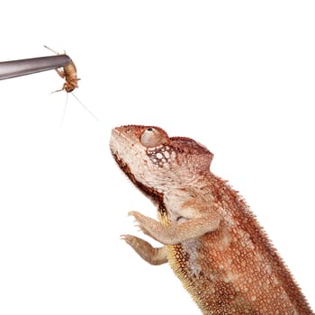 The Oustalet's or Malagasy giant chameleon, Furcifer oustaleti, female isolated on white