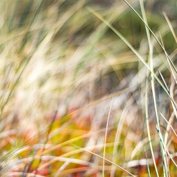 Beauty in nature, balanced lifestyle, environmental concept - Rustic spring field