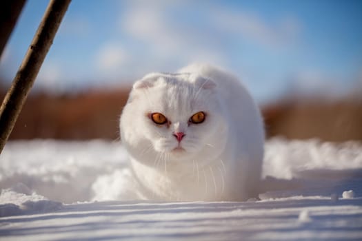 White cottish Fold cat portrait in winter field