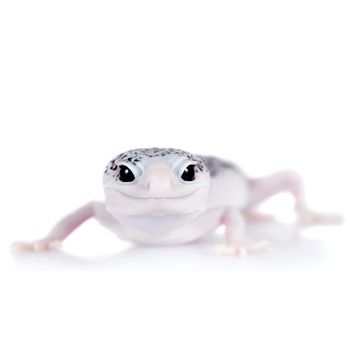 Tangerine Tremper Leopard Gecko on a white background