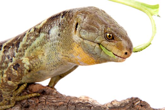 The Solomon Islands skink, Corucia zebrata, on white background