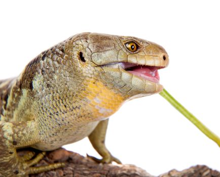 The Solomon Islands skink, Corucia zebrata, on white background